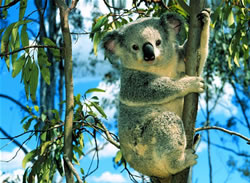 Koala